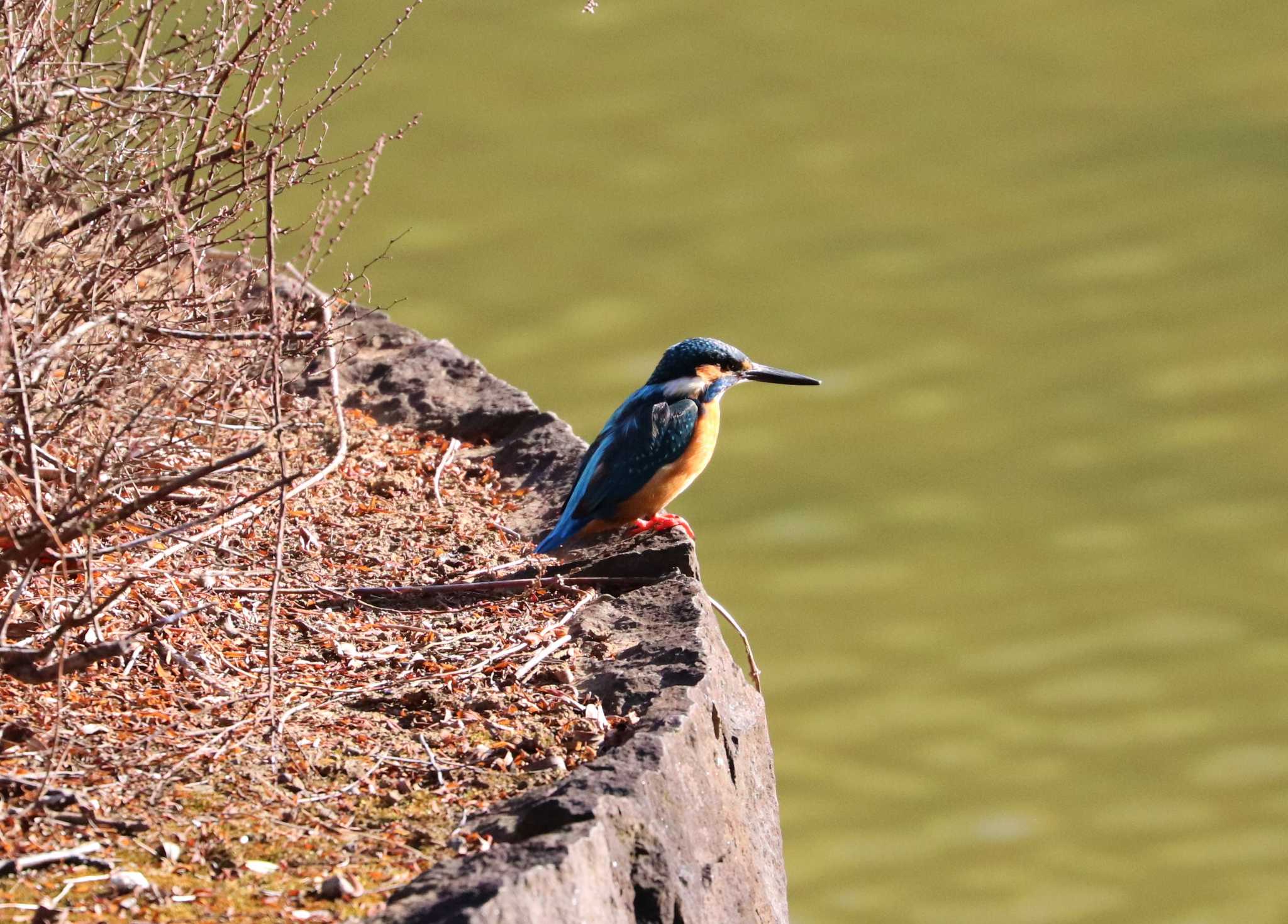 Photo of Common Kingfisher at 豊ヶ丘南公園 by らうんでる