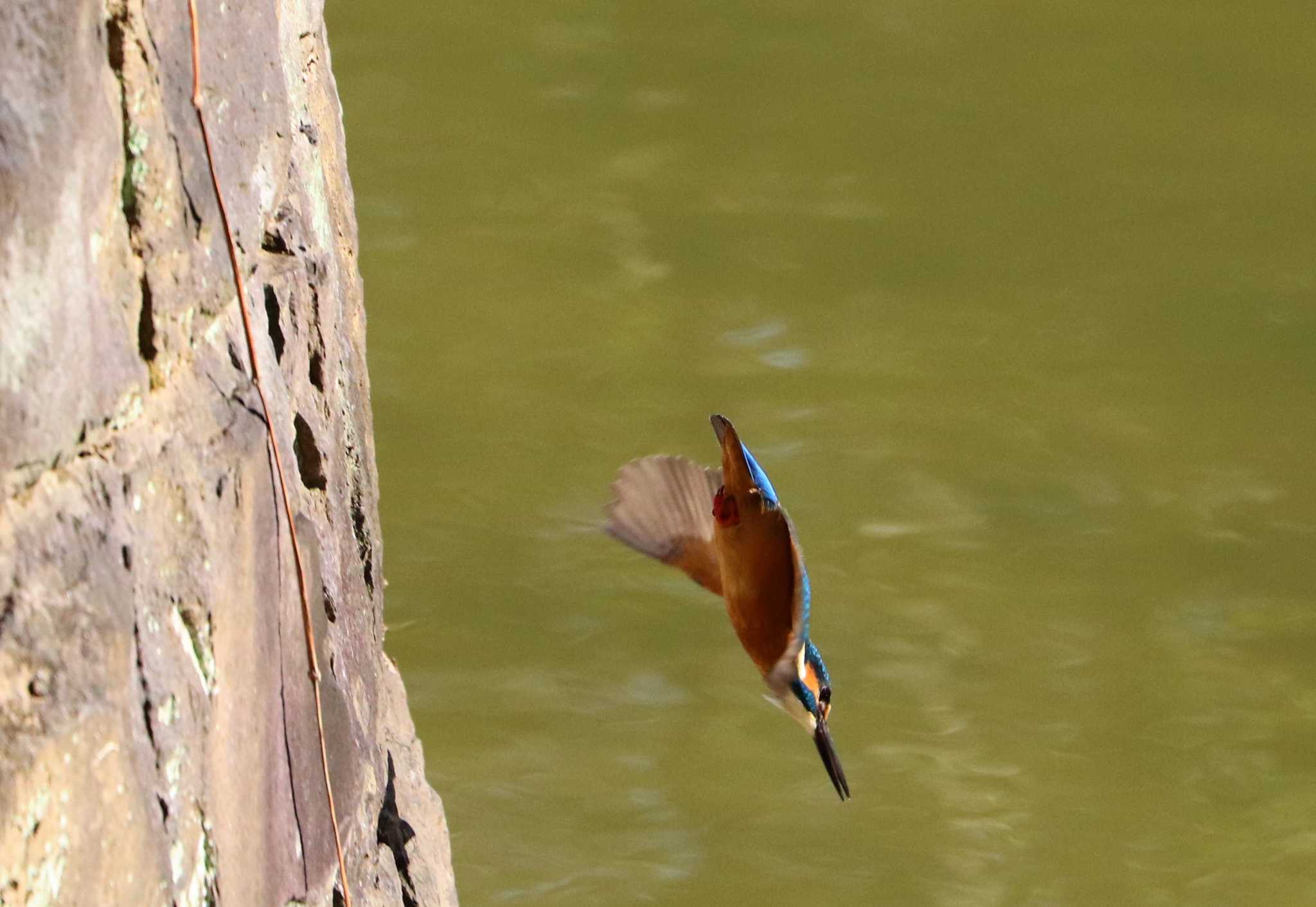 Photo of Common Kingfisher at 豊ヶ丘南公園 by らうんでる