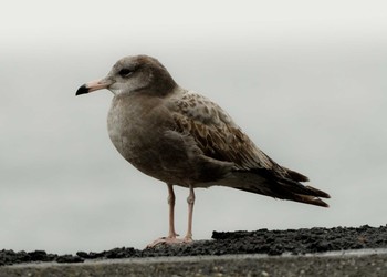 ウミネコ 鳴門市 撮影日未設定