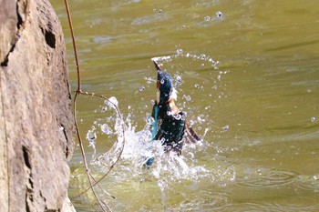 Common Kingfisher 豊ヶ丘南公園 Sun, 1/31/2021