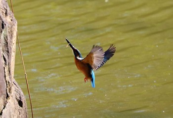 カワセミ 豊ヶ丘南公園 2021年1月31日(日)