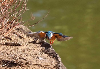 Common Kingfisher 豊ヶ丘南公園 Sun, 1/31/2021