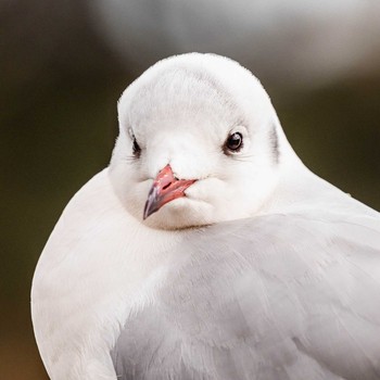 Black-headed Gull 鈴鹿青少年の森(三重県) Sat, 1/30/2021