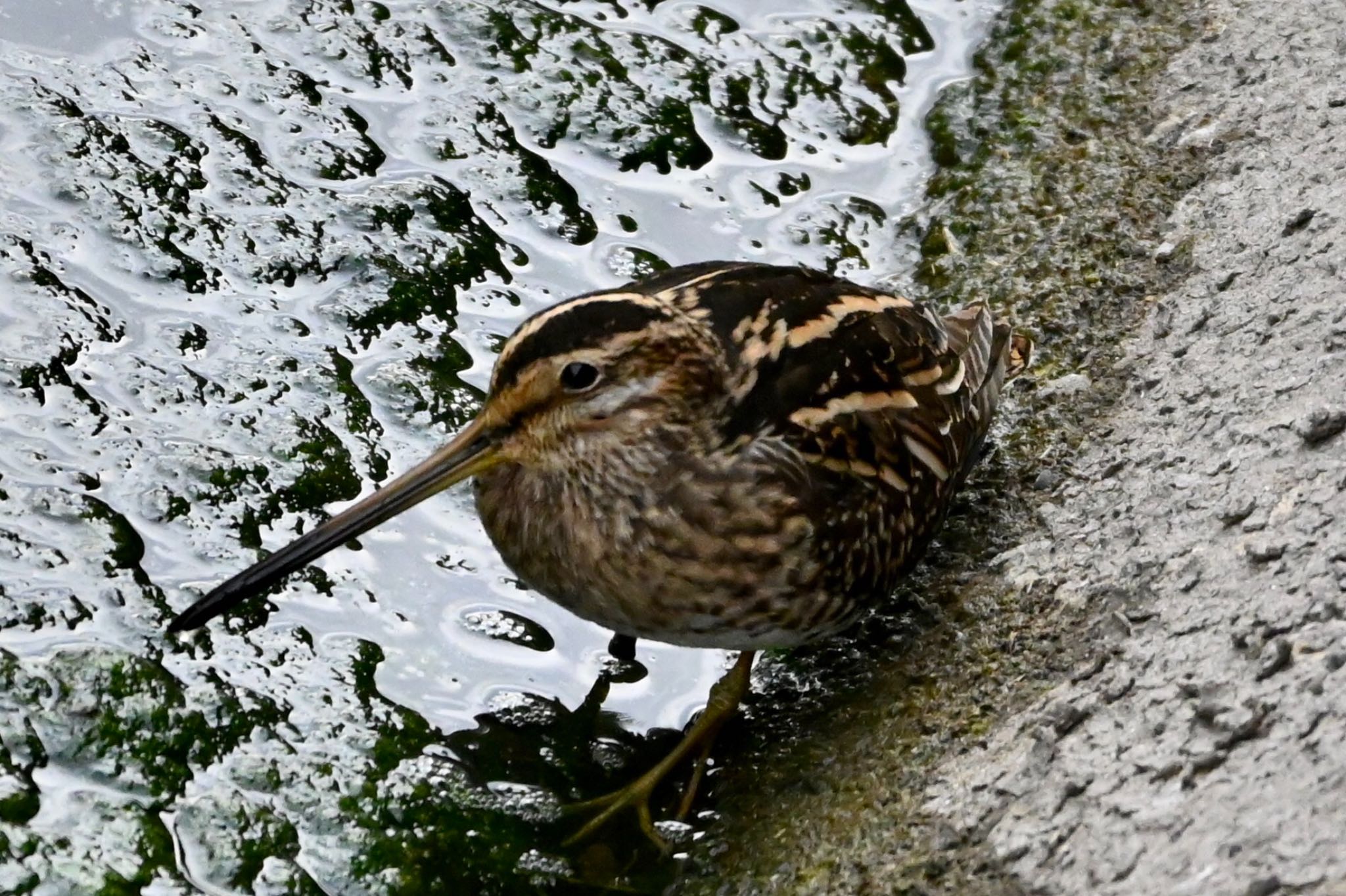 Photo of Common Snipe at 上尾市原市 by Z秀丸