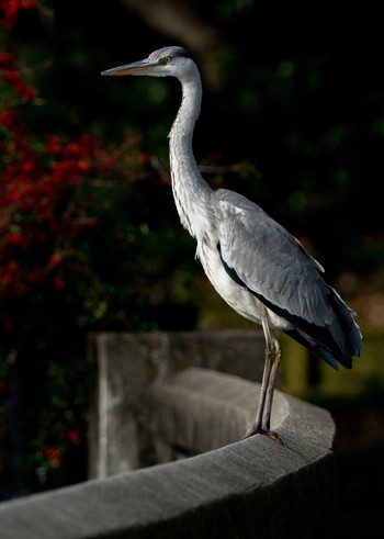 アオサギ 山田池公園 撮影日未設定