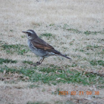 Dusky Thrush Hibiya Park Sun, 2/21/2021