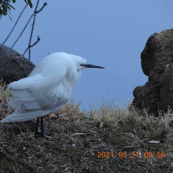 Little Egret Hibiya Park Sun, 2/21/2021