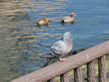 カワラバト 東品川海上公園(東京都品川区) 2021年2月21日(日)