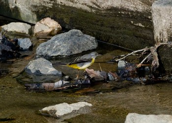 Grey Wagtail 山田池公園 Unknown Date