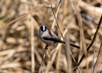 Long-tailed Tit 山田池公園 Unknown Date