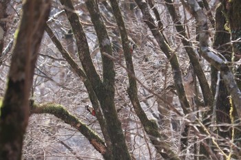 2021年2月21日(日) 十里木高原の野鳥観察記録