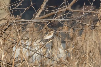 2021年2月21日(日) 北区 こどもの水辺 (東京都)の野鳥観察記録