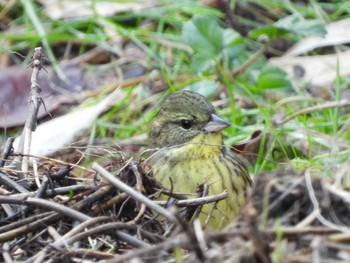 Masked Bunting 太白山自然観察の森 Sun, 2/21/2021