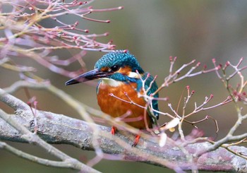 Common Kingfisher Machida Yakushiike Park Sun, 1/17/2021