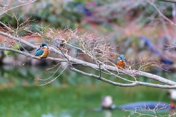 Common Kingfisher Machida Yakushiike Park Sun, 1/17/2021