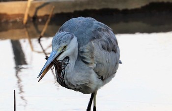 Grey Heron Machida Yakushiike Park Fri, 1/22/2021