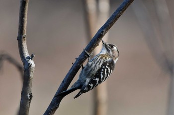 Japanese Pygmy Woodpecker Asaba Biotope Sun, 2/21/2021
