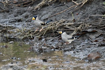 Japanese Grosbeak Asaba Biotope Sun, 2/21/2021