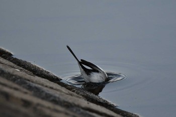 Japanese Wagtail Asaba Biotope Sun, 2/21/2021