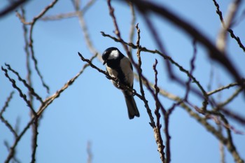 Sun, 2/21/2021 Birding report at 守谷野鳥の森