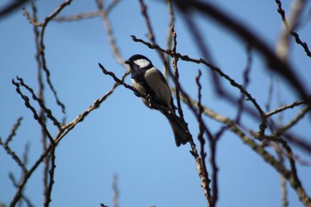 シジュウカラ 守谷野鳥の森 2021年2月21日(日)