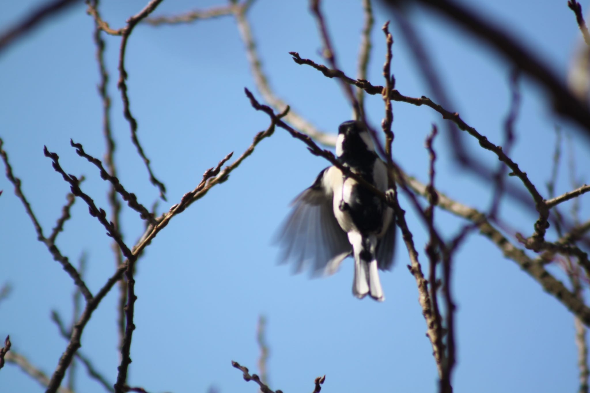 Photo of Japanese Tit at 守谷野鳥の森 by sato Jst