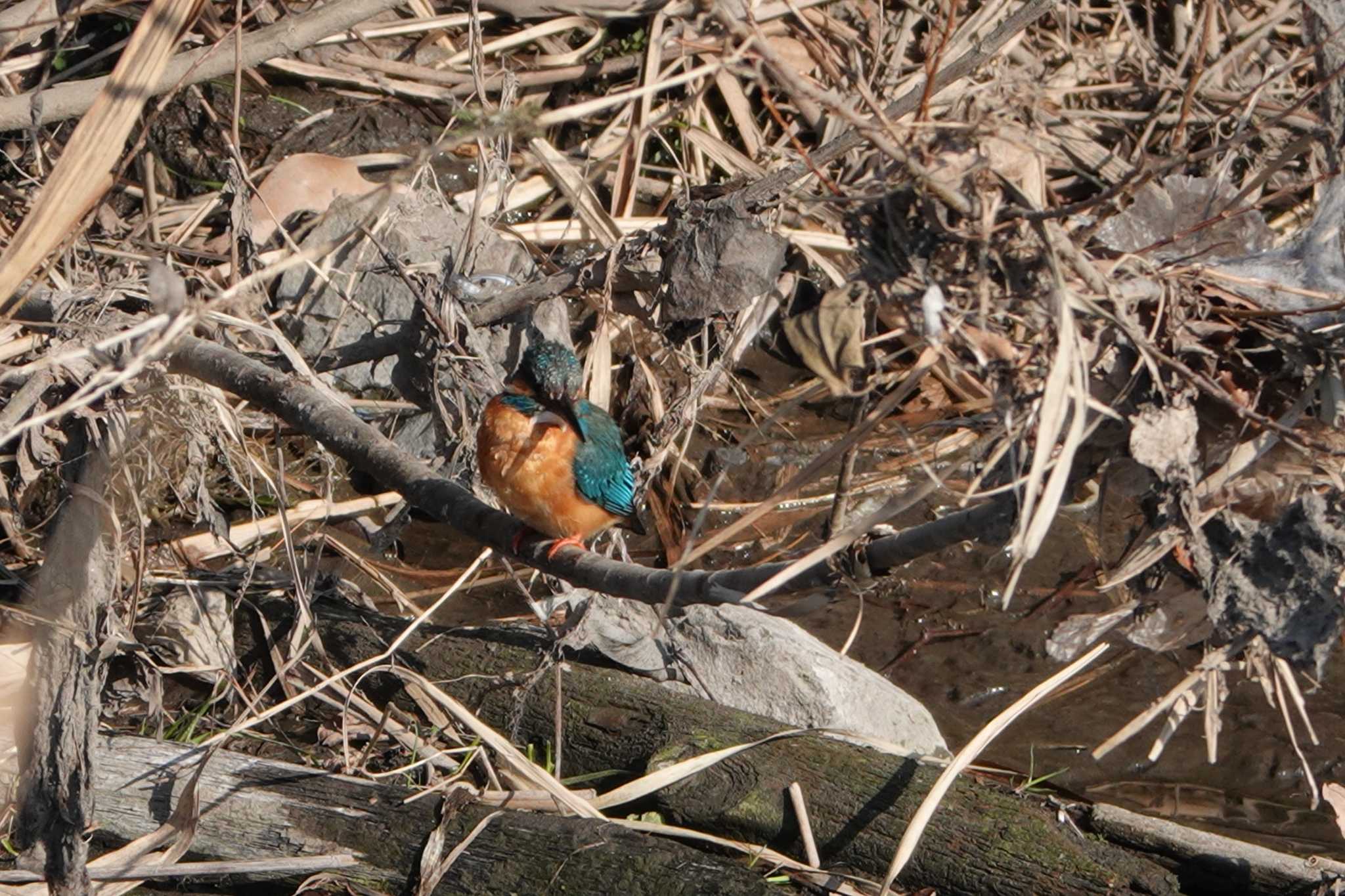 芝川 カワセミの写真