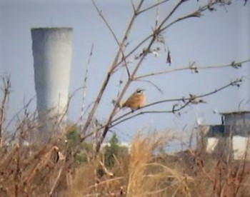 Meadow Bunting 多摩川 Sun, 2/21/2021