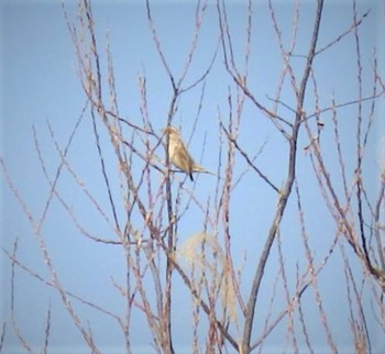 Common Reed Bunting 多摩川 Sun, 2/21/2021