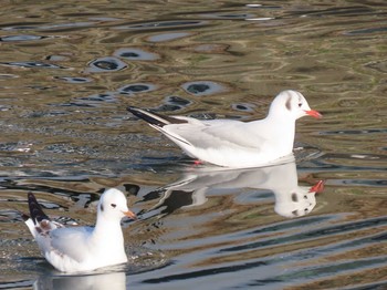 2021年1月26日(火) 新堀川の野鳥観察記録