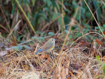 Red-flanked Bluetail Unknown Spots Tue, 1/10/2017