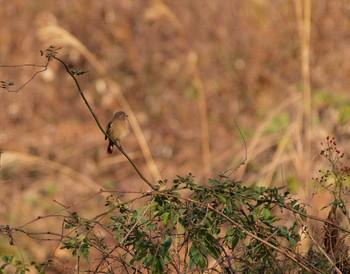 Daurian Redstart Unknown Spots Tue, 1/10/2017