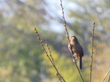 2021年2月21日(日) 城山公園(神奈川県)の野鳥観察記録