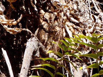 Japanese Scops Owl Hayatogawa Forest Road Sun, 2/21/2021