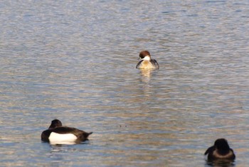 ミコアイサ 昆陽池公園 2016年12月23日(金)