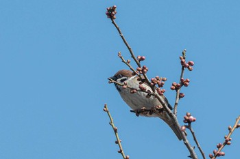 Eurasian Tree Sparrow 生駒山 Sun, 2/21/2021