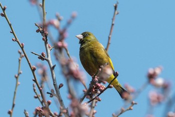 Grey-capped Greenfinch 生駒山 Sun, 2/21/2021