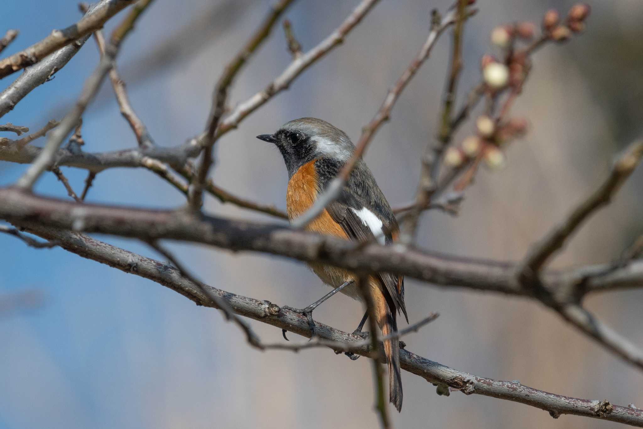 Photo of Daurian Redstart at 生駒山 by veritas_vita