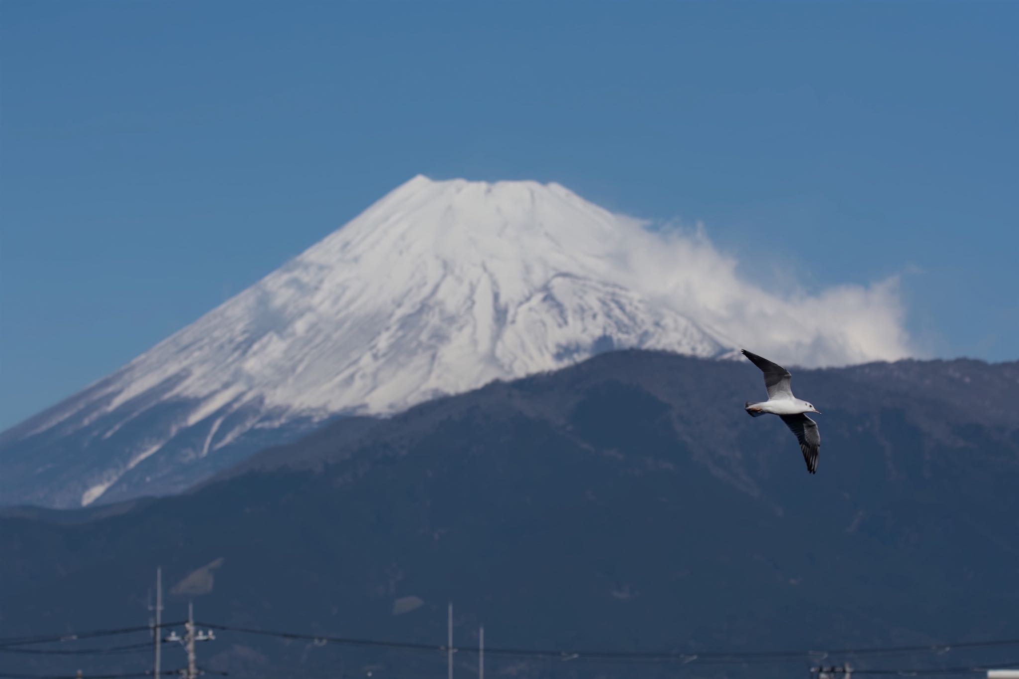 富士山とユリカモメ