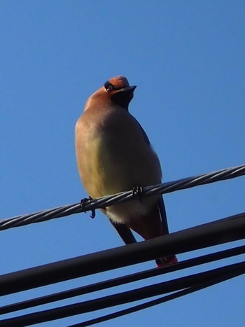 Japanese Waxwing 神戸市北区 Sun, 2/21/2021