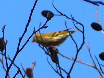 Eurasian Siskin 六甲山 Sun, 2/21/2021