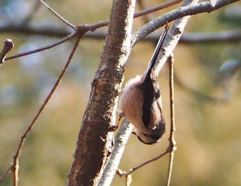 Long-tailed Tit 六甲山 Sun, 2/21/2021