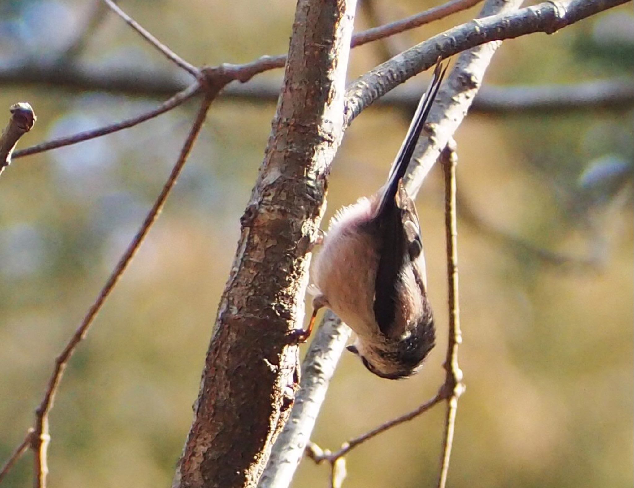 Photo of Long-tailed Tit at 六甲山 by Moe