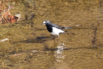 2021年2月21日(日) 平谷川の野鳥観察記録