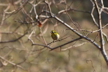 Warbling White-eye 平谷川 Sun, 2/21/2021