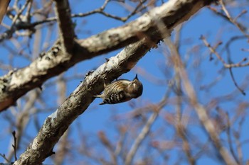 Japanese Pygmy Woodpecker 平谷川 Sun, 2/21/2021