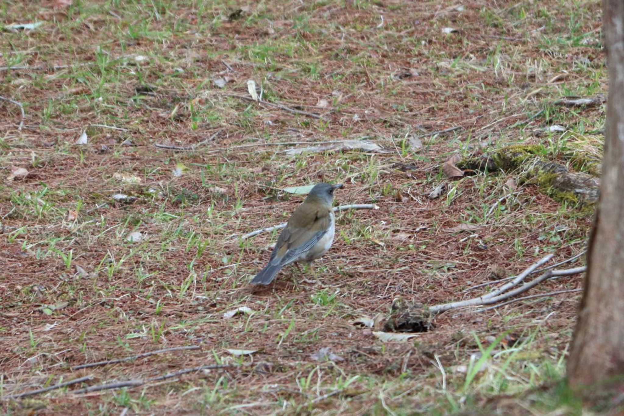 Pale Thrush