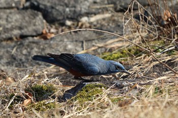 Blue Rock Thrush 平谷川 Sun, 2/21/2021