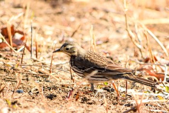 2021年2月14日(日) 狭山湖の野鳥観察記録