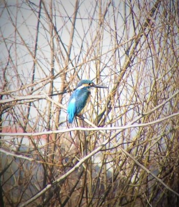 カワセミ 多摩川 2021年2月21日(日)